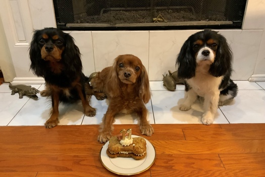 Cavalier King Charles Spaniels Therapy Dogs