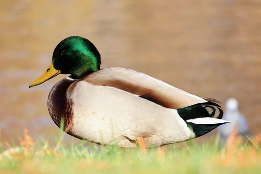 Green-winged duck beside the water