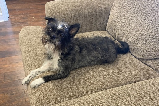 Oscar 