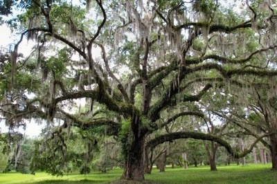 Oyster Roast benefiting the Bryan County Tree Foundation