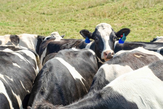 Cattle & Dairy Farms Thrive in Pinal County, AZ