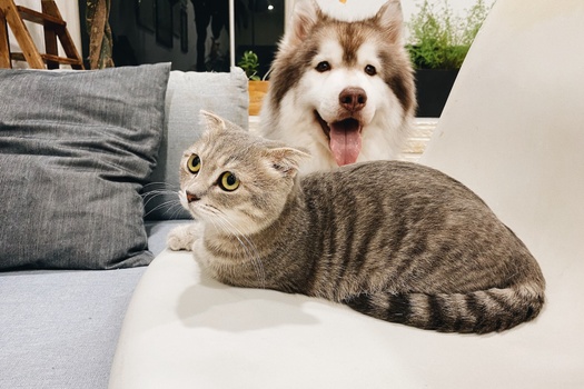 Why is Pet Insurance Important in Troy, MI?
