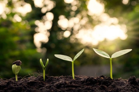 From Seed to Tree: Nurturing Your Financial Growth