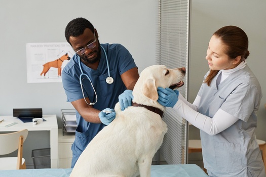 Financial Solutions for Those Who Care for Our Best Friends