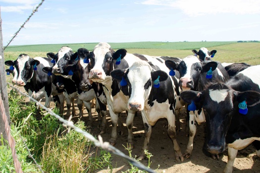 What are the Risks of Cattle & Dairy Farming in AZ?