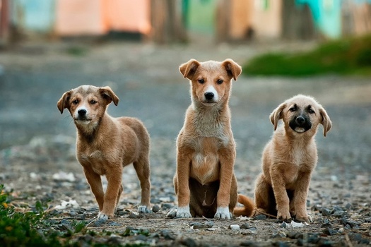 Is Pet Insurance Essential for My Animal-Related Business in Troy, MI?