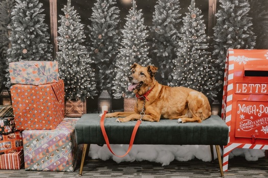 2025 Holiday Photos