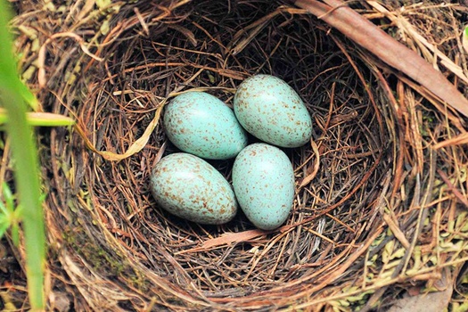 Participant Corner: Stress Testing Your Retirement Nest Egg