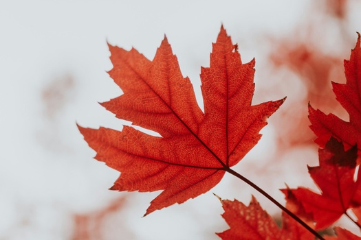 *Maple Capital Management