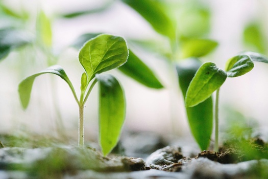A Name that Honors Our Growth
