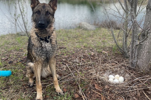 Sirius About <br/><em>Protecting Your Nest Egg</em>