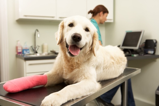 What is Pet Insurance?