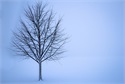 tree-1056598__340