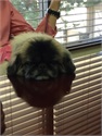 Lucy Relaxing During her Annual Tax Meeting