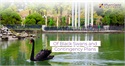 Of Black Swans and Contingency Plans