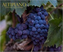 Altipiano Vineyard