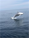 Cape Cod Whalewatch